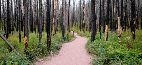 An image of recovering forest after a wildfire. The image is used to represent PolicyWise's story about disaster recovery supports.